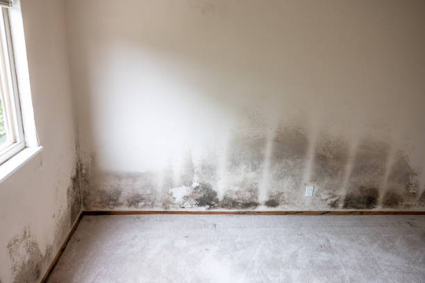 Reliable Janesville, WI Mold Removal Solutions