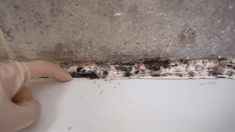 Asbestos and Lead Testing During Mold Inspection in Janesville, WI